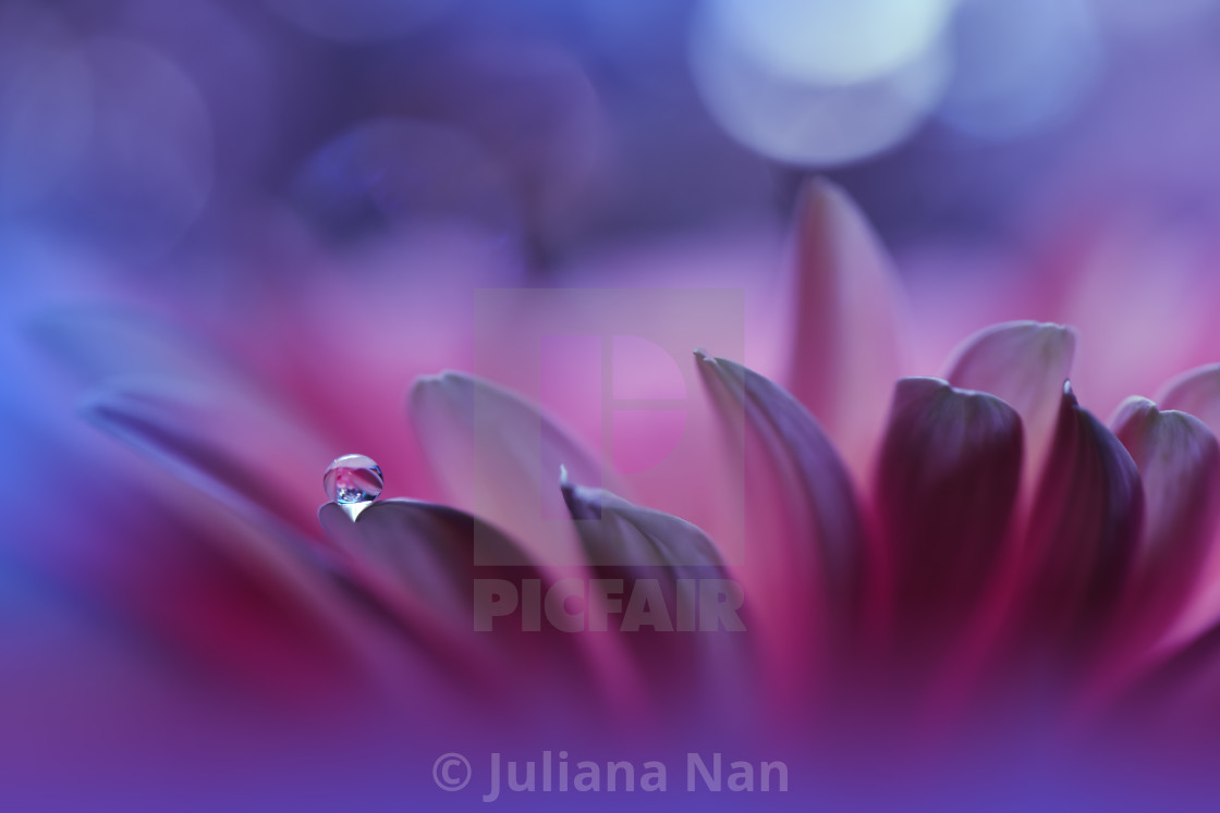 "Beautiful Macro Photo.Colorful Flowers.Border Art Design.Magic Light.Close up Photography.Conceptual Abstract Image.Violet and Blue Background.Fantasy Art.C" stock image