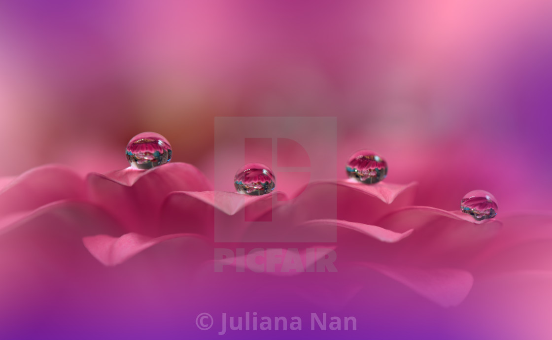 "Beautiful Macro Shot of Magic Flowers.Border Art Design.Magic Light.Extreme Close up Photography.Conceptual Abstract Image.Violet and Pink Background.Fantasy Art." stock image