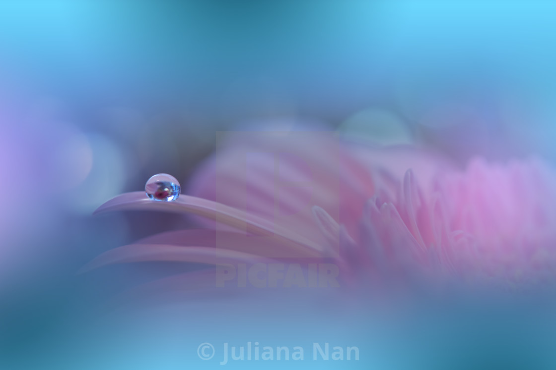 "Beautiful Macro Shot of Magic Flowers.Border Art Design.Magic Light.Extreme Close up Photography.Conceptual Abstract Image.Blue and Pink Background.Fantasy Art." stock image