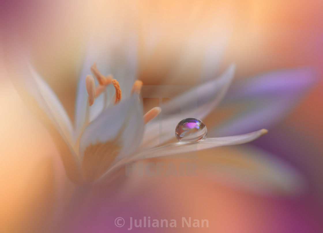 "Beautiful Macro Shot of Magic Flowers.Border Art Design.Magic Light.Extreme Close up Photography.Conceptual Abstract Image.Violet and Orange Background.Fantasy Art." stock image