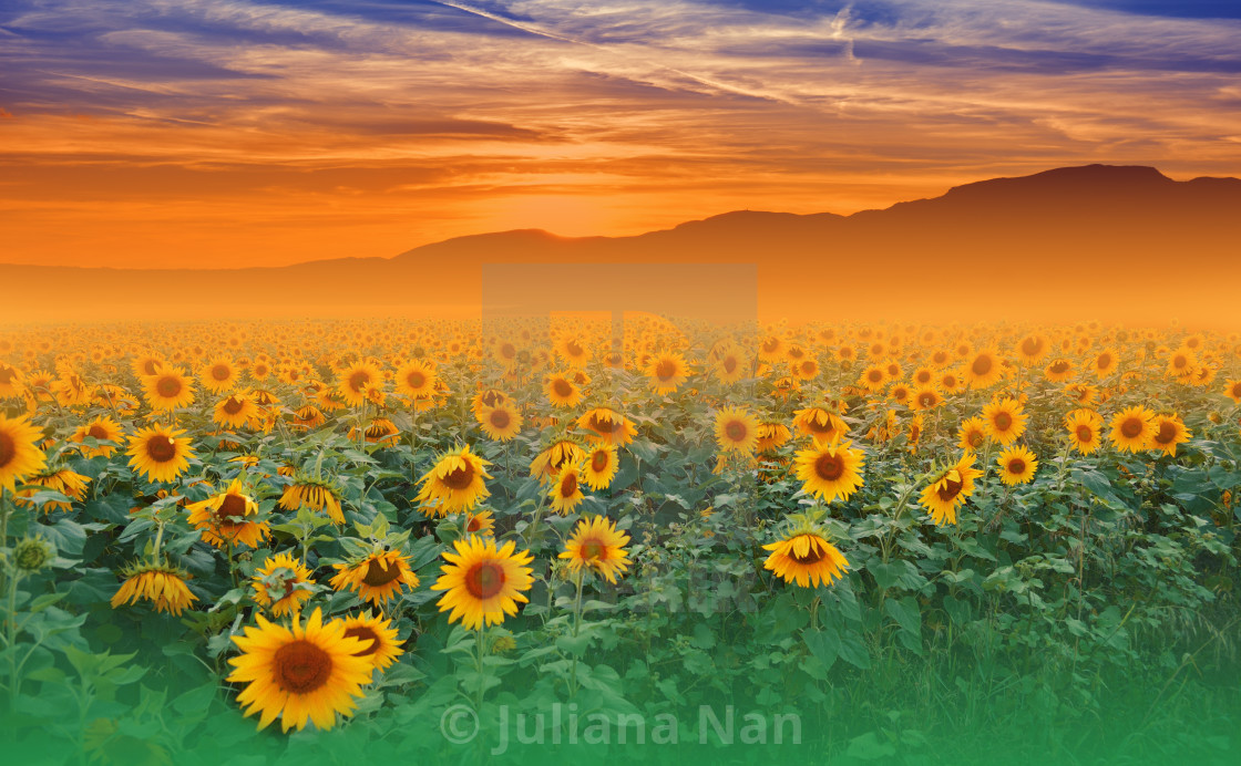 "Sunflower Field at Sunset.Landscape From a Sunflower Farm.Agricultural Landscape.Sunflowers Field Landscape.Orange Nature Background." stock image