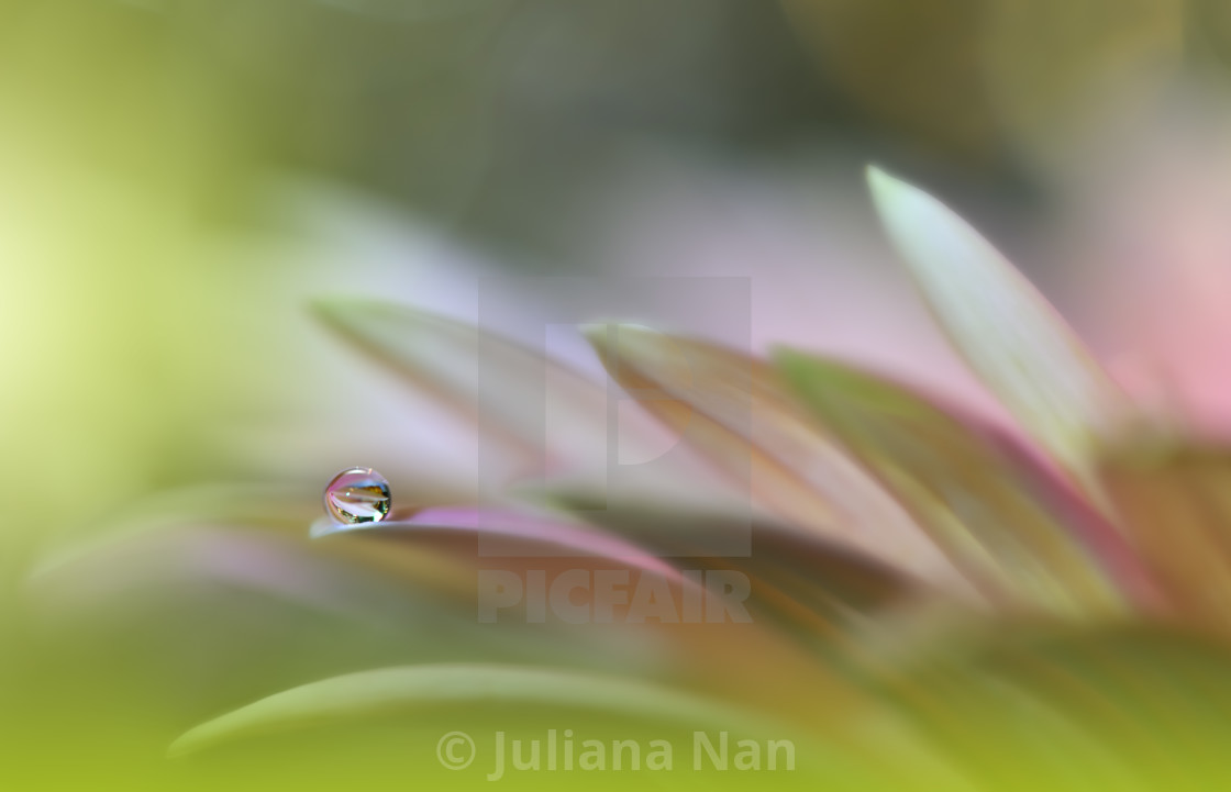 "Beautiful Macro Photo.Dream Flowers.Border Art Design.Magic Light.Close up Photography.Conceptual Abstract Image.Green and Pink Background.Fantasy Floral Art." stock image