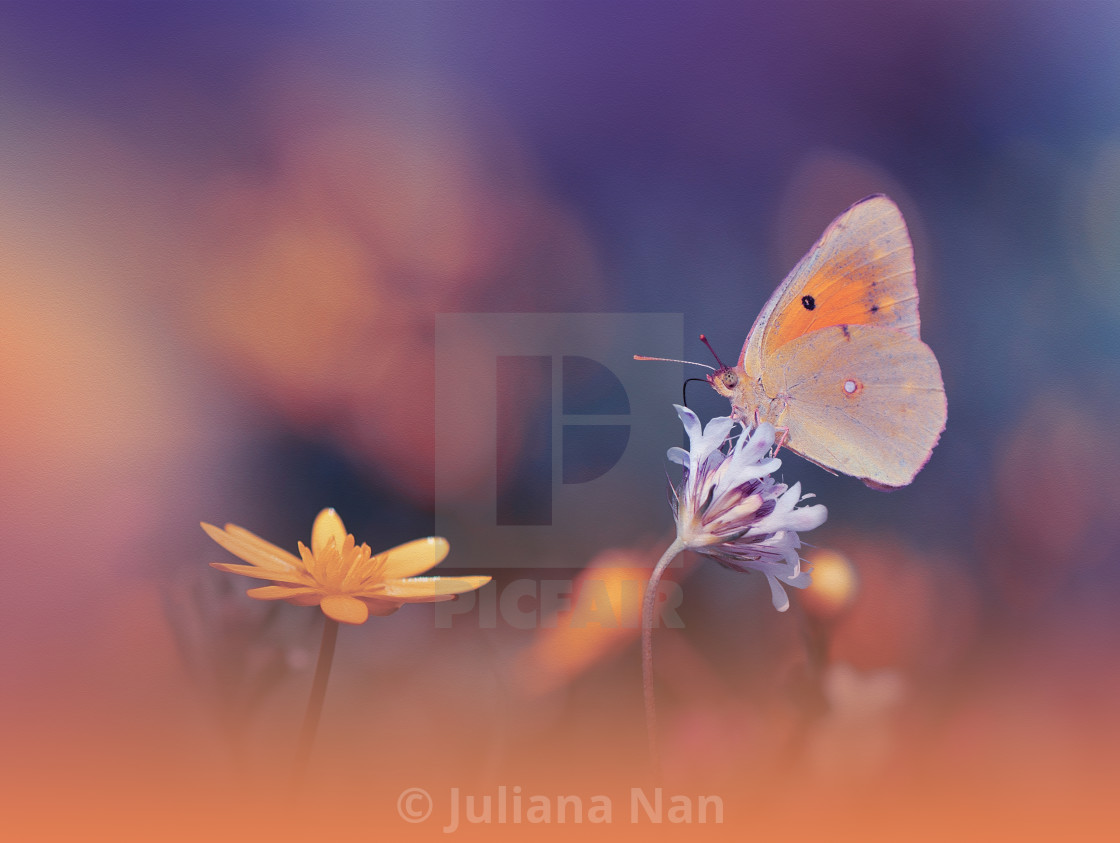 "Beautiful Blue Nature Background.Floral Art Design.Macro Photography.Abstract Pastel Landscape with Copy Space.Butterfly and Field.Summer Butterfly on a White Flower." stock image