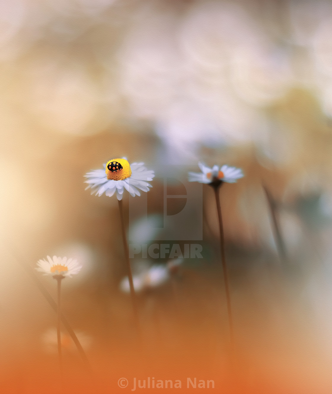 "Beautiful Nature Background.Floral Art Design.Abstract Macro Photography.White Daisy Flower.Pastel Flowers.Orange Background.Red Ladybug." stock image