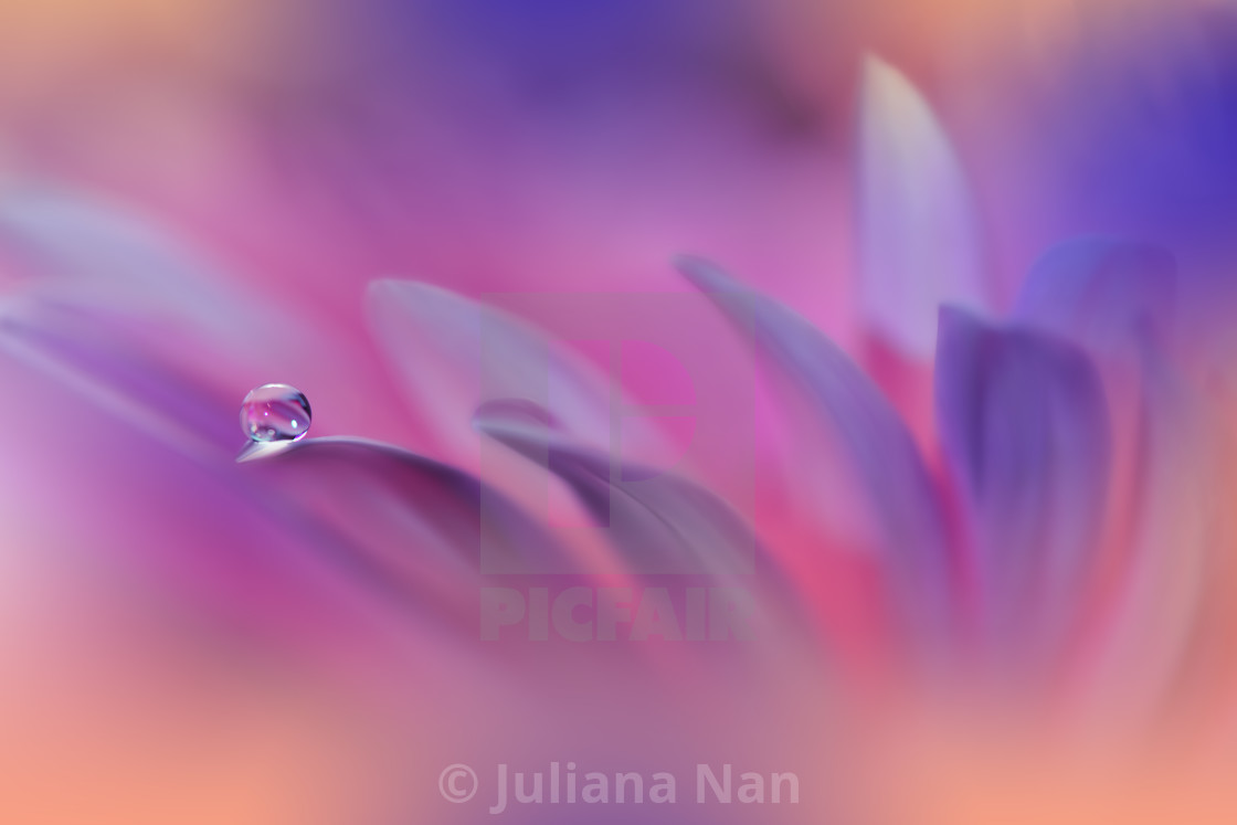 "Beautiful Macro Photo.Colorful Flowers.Border Art Design.Magic Light.Close up Photography.Conceptual Abstract Image.Pink and Violet Background.Fantasy Floral Art." stock image