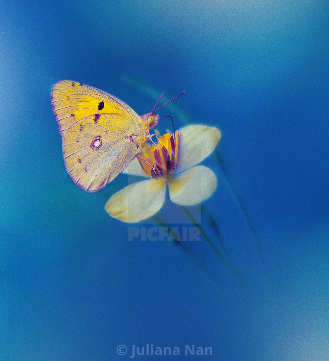 "Beautiful Textured Nature Background.Floral Art Design.Macro Photography.Floral abstract pastel background with copy space.Butterfly and Floral Field." stock image