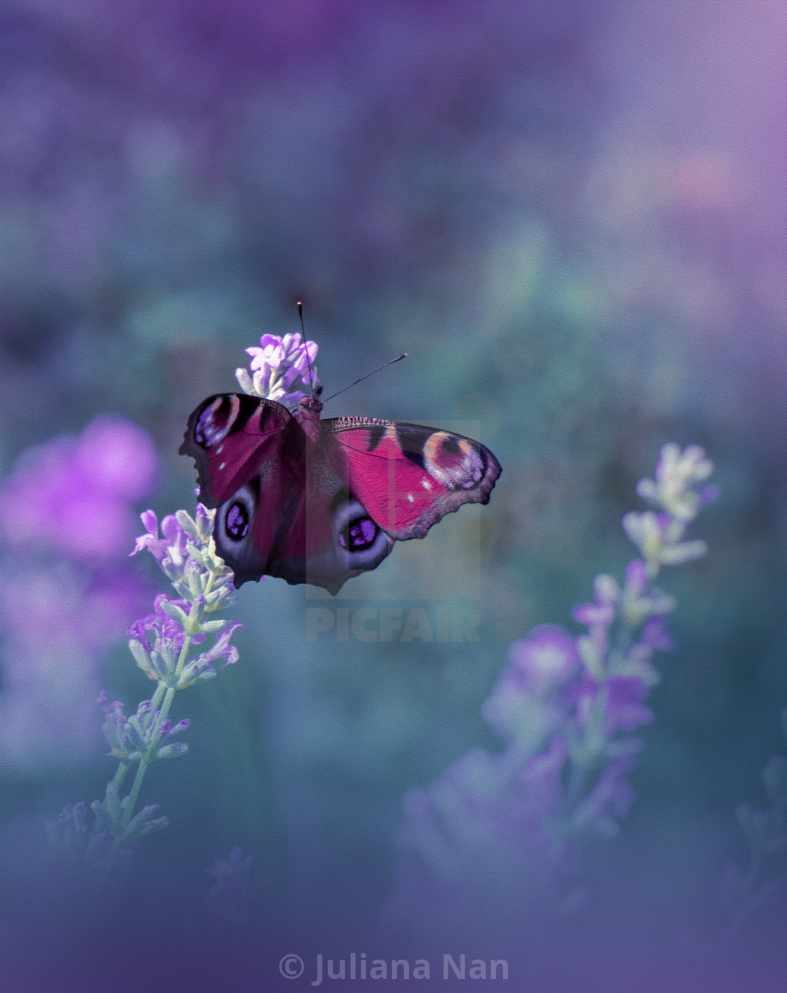 "Beautiful Textured Nature Background.Floral Art Design.Macro Photography.Floral abstract pastel background with copy space.Butterfly and Lavender Field." stock image