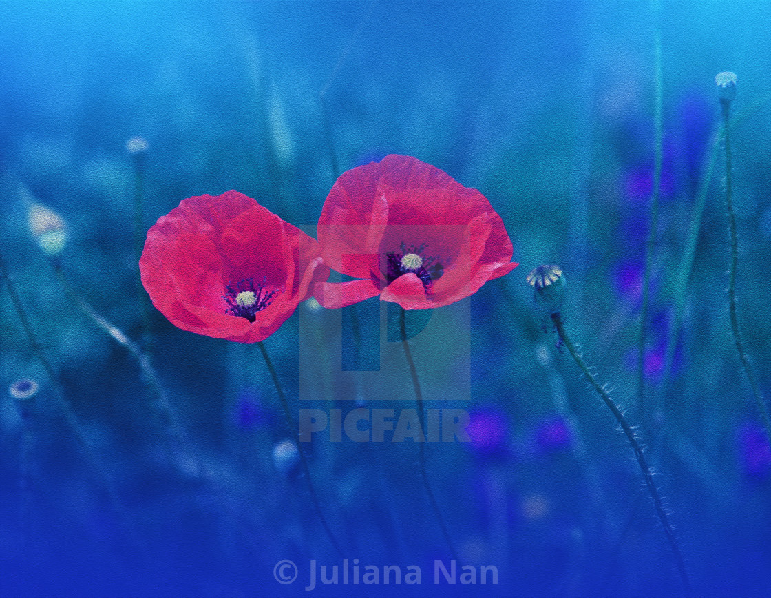 "Beautiful Textured Macro Photo.Magic Red Poppy Flower.Floral Art Design.Close up Photography.Conceptual Abstract Image.Blue Background.Fantasy Art." stock image