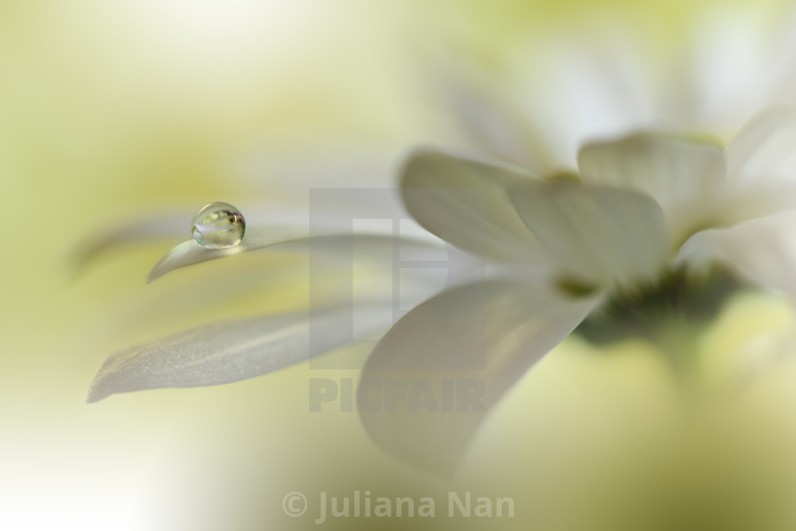 "Beautiful Macro Photo.Colorful Flowers.Border Art Design.Magic Light.Close up Photography.Conceptual Abstract Image.Yellow and Green Background.Fantasy Floral Art." stock image