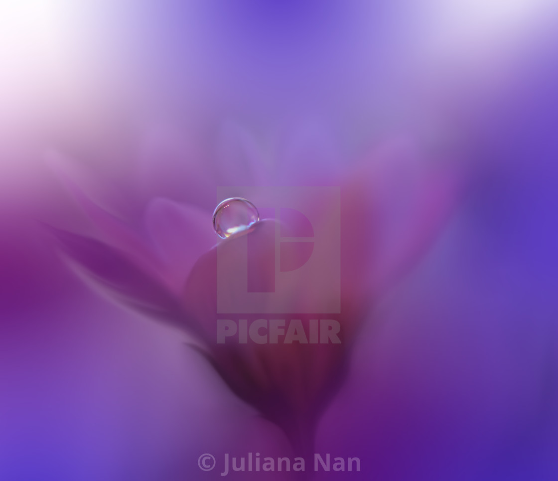 "Beautiful Macro Shot of Magic Flowers.Border Art Design.Magic Light.Extreme Close up Photography.Conceptual Abstract Image.Violet and Blue Background.Fantasy Art." stock image