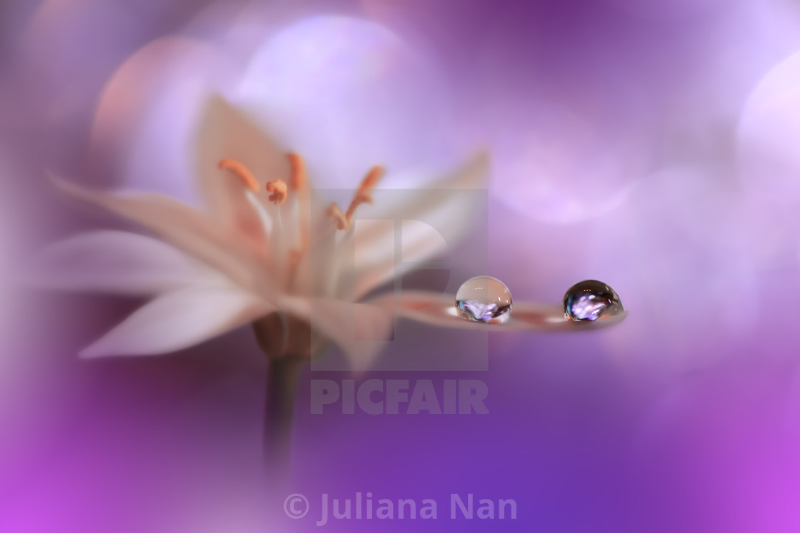 "Beautiful Macro Shot of Magic Flowers.Border Art Design.Magic Light.Extreme Close up Photography.Conceptual Abstract Image.Violet and White Background.Fantasy Art." stock image