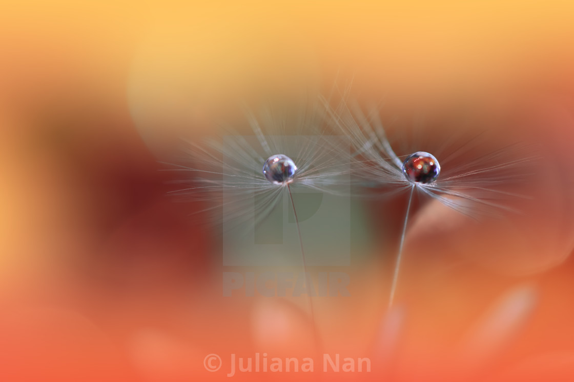 "Beautiful Nature Background.Floral Art Design.Abstract Macro Photography.Pastel Flower.Dandelion Flowers.Orange Background." stock image