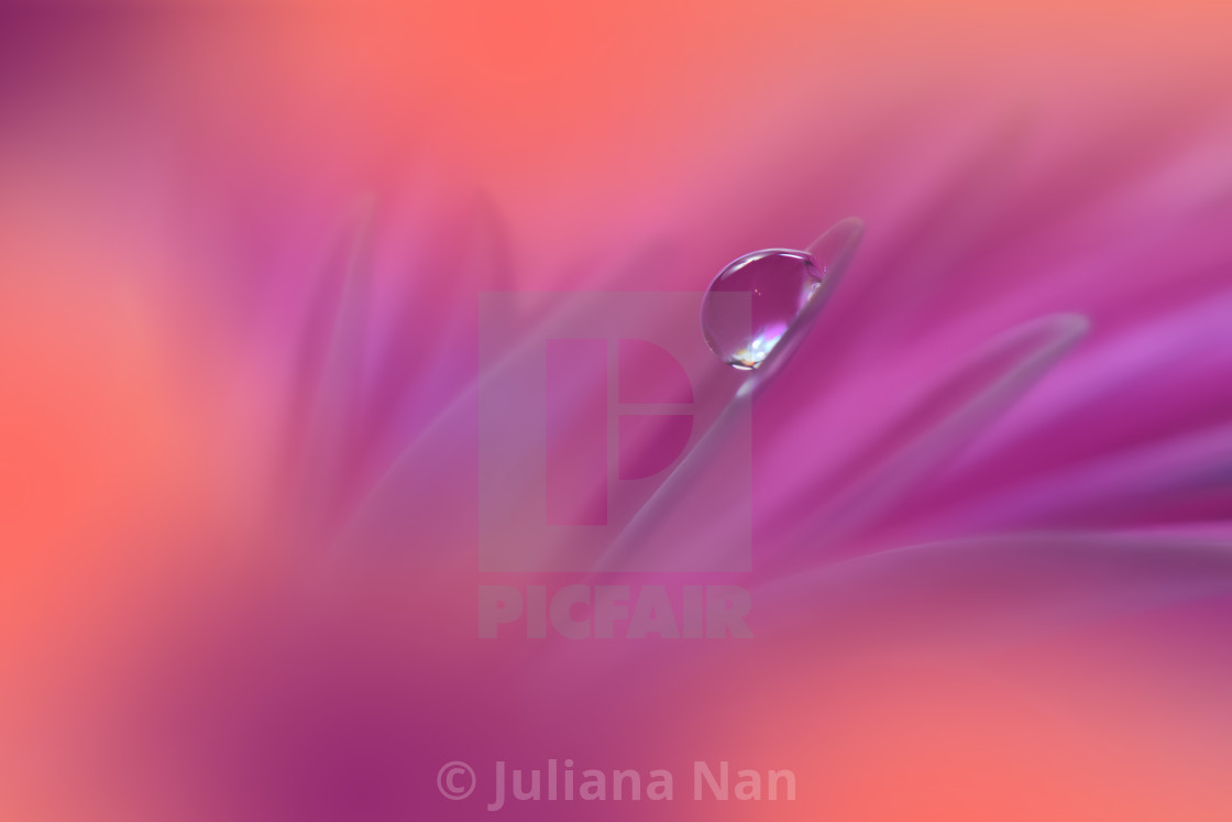 "Beautiful Macro Shot of Magic Flowers.Border Art Design.Magic Light.Extreme Close up Photography.Conceptual Abstract Image.Violet and Orange Background.Fantasy Art." stock image