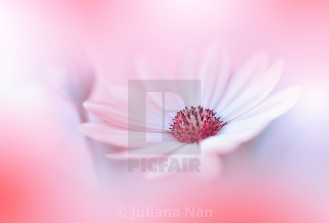 "Beautiful Macro Shot of Magic Flowers.Border Art Design.Magic Light.Extreme Close up Photography.Conceptual Abstract Image.Pink and Orange Background.Fantasy Art." stock image