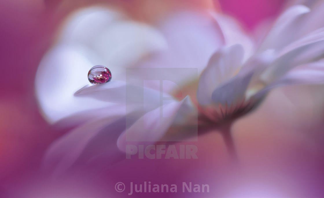 "Beautiful Macro Shot of Magic Flowers.Border Art Design.Magic Light.Extreme Close up Photography.Conceptual Abstract Image.Violet and White Background.Fantasy Art." stock image