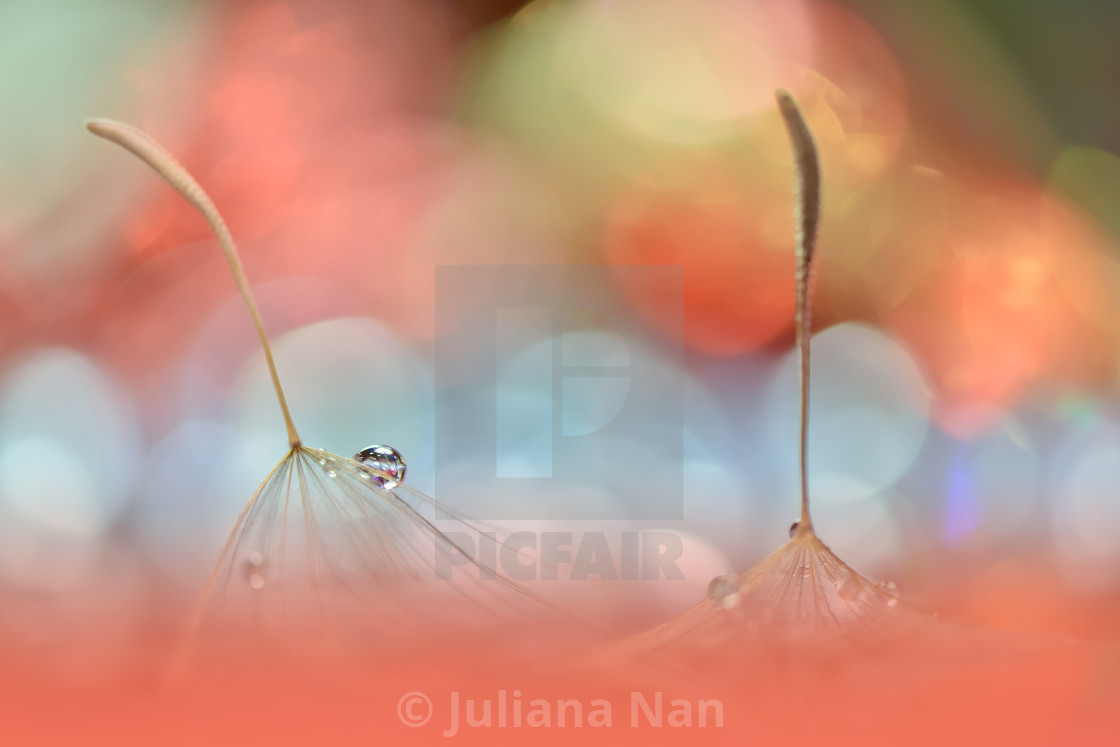 "Beautiful Colorful Nature Background.Floral Art Design.Abstract Macro Photography.Pastel Flower.Dandelion Flowers.Orange Background.Creative Artistic Wallpaper." stock image