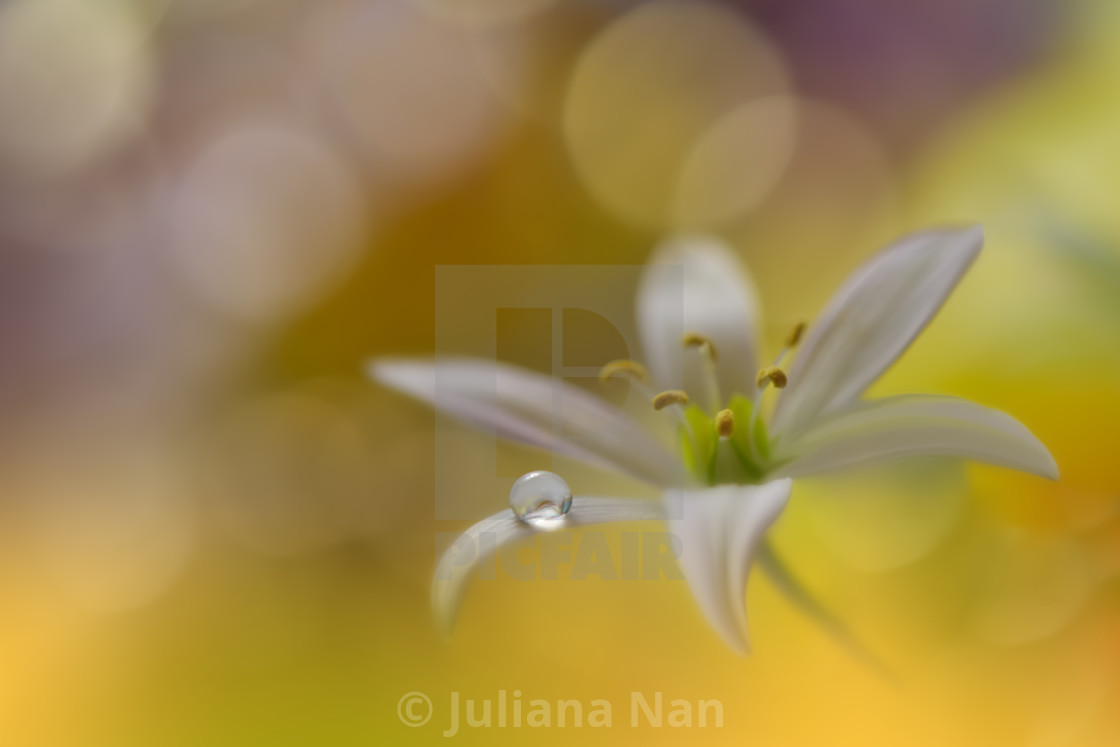 "Beautiful Macro Photo.Dream Flowers.Border Art Design.Magic Light.Close up Photography.Conceptual Abstract Image.Green and Yellow Background.Fantasy Floral Art." stock image