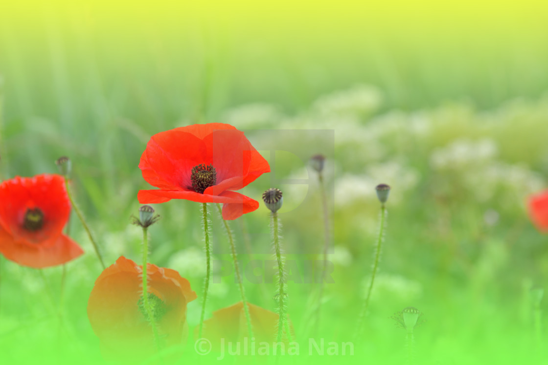 "Beautiful Green Nature Background.Macro Photo of Amazing Magic Red Poppy Flowers.Border Art Design.Magic light." stock image