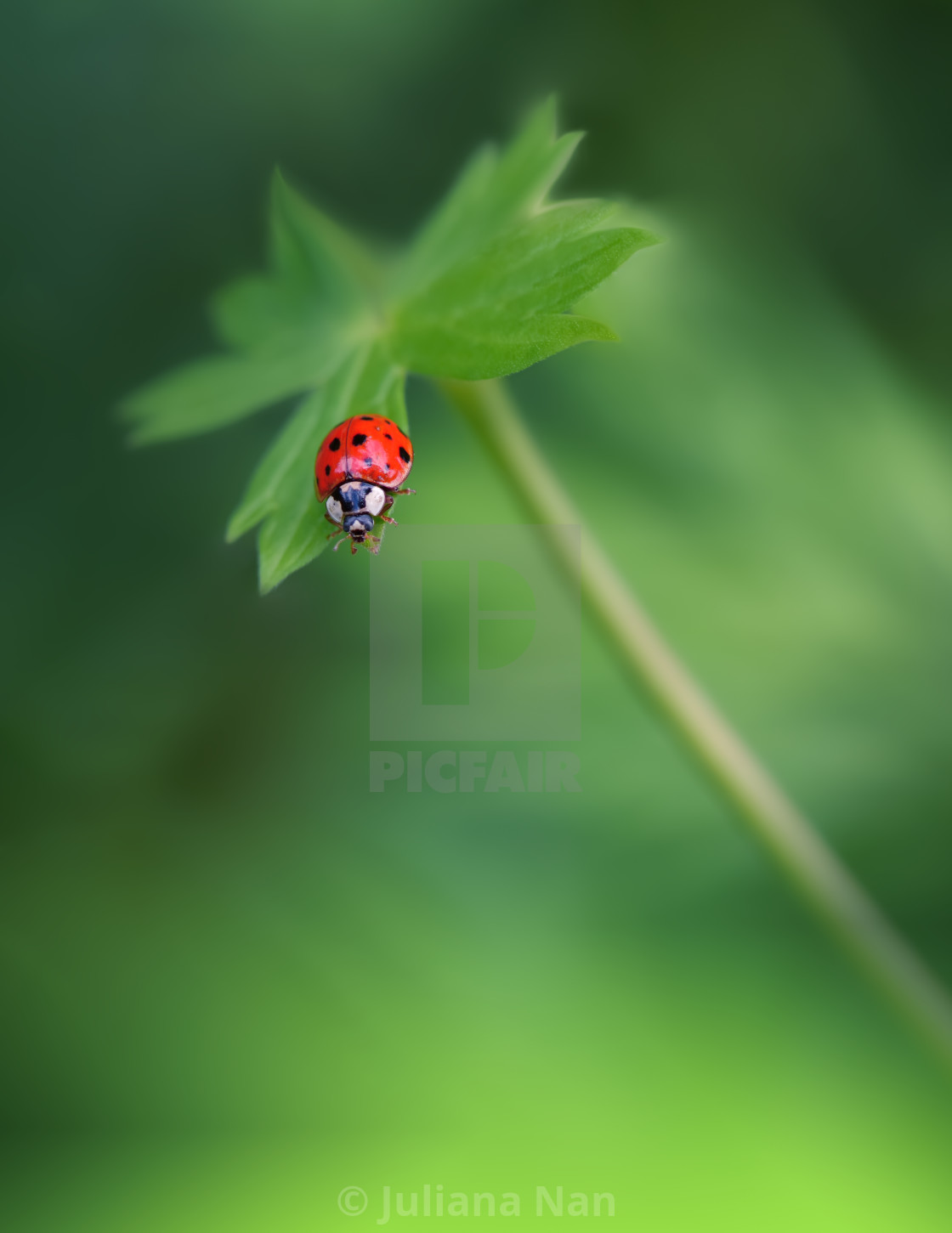 "Beautiful Nature Background.Wild Field.Close up Scene.Summer Landscape.Abstract Macro Photo.Red Ladybug.Art Design." stock image