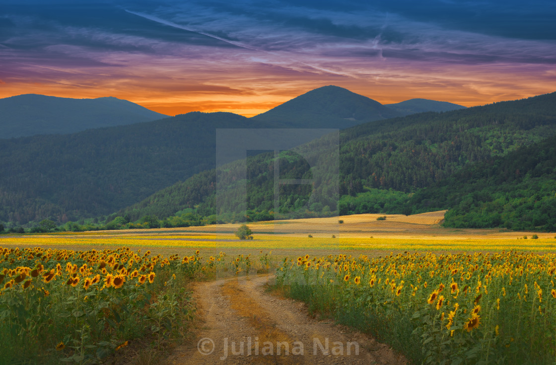 "Beautiful Sunflower Field at Sunset.Landscape From a Sunflower Farm.Agricultural Landscape.Sunflowers Field Landscape.Orange Nature Background." stock image