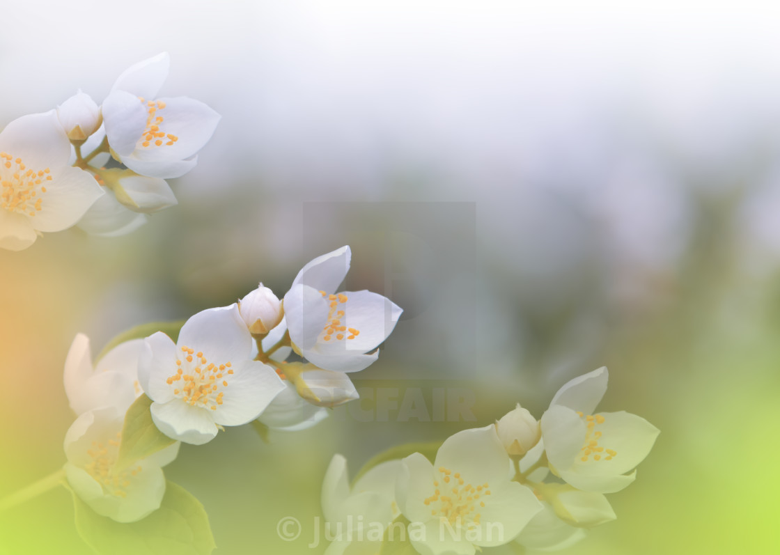 "Beautiful Macro Photo.Jasmine Flowers.Border Art Design. Close up Photography.Conceptual Abstract Image.White Background.Fantasy Art." stock image