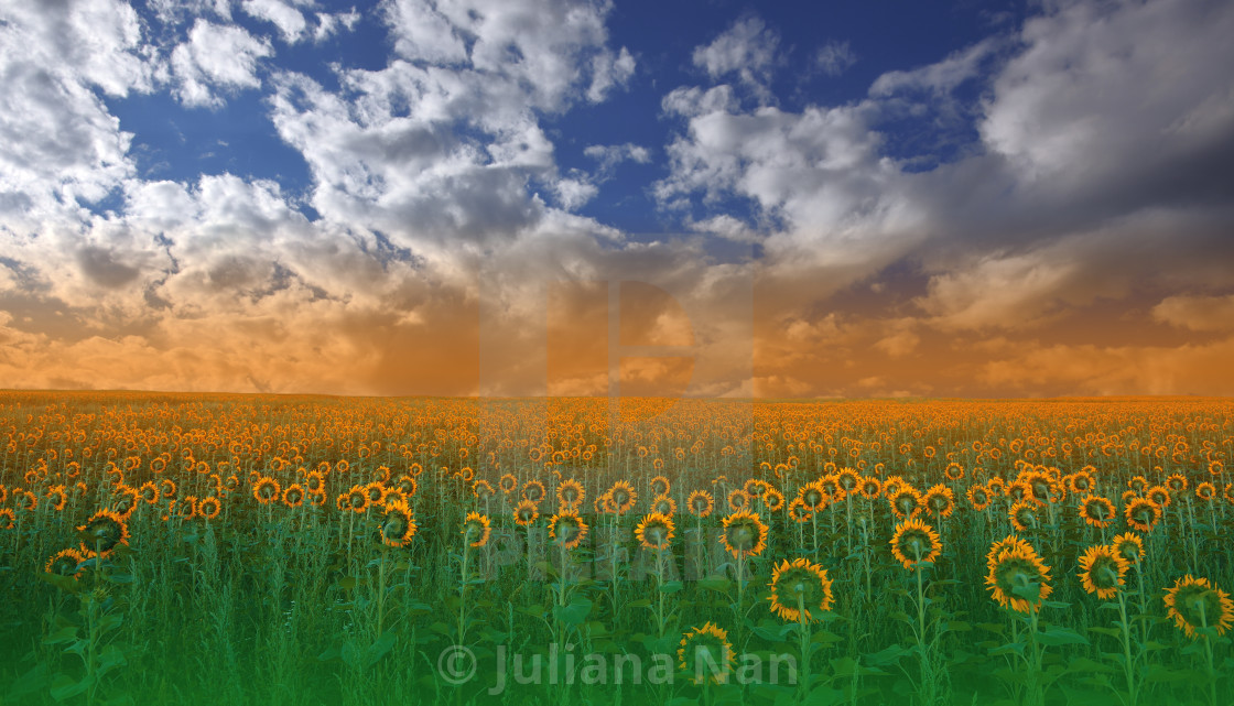 "Beautiful Sunflower Field at Sunset.Landscape From a Sunflower Farm.Agricultural Landscape.Sunflowers Field Landscape.Orange Nature Background." stock image