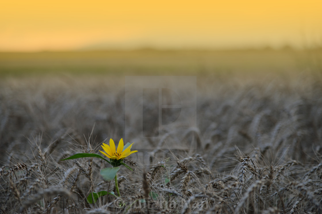 "Beautiful Sunflower Field at Sunset.Landscape From a Sunflower Farm.Agricultural Landscape.Sunflowers Field Landscape.Orange Nature Background." stock image