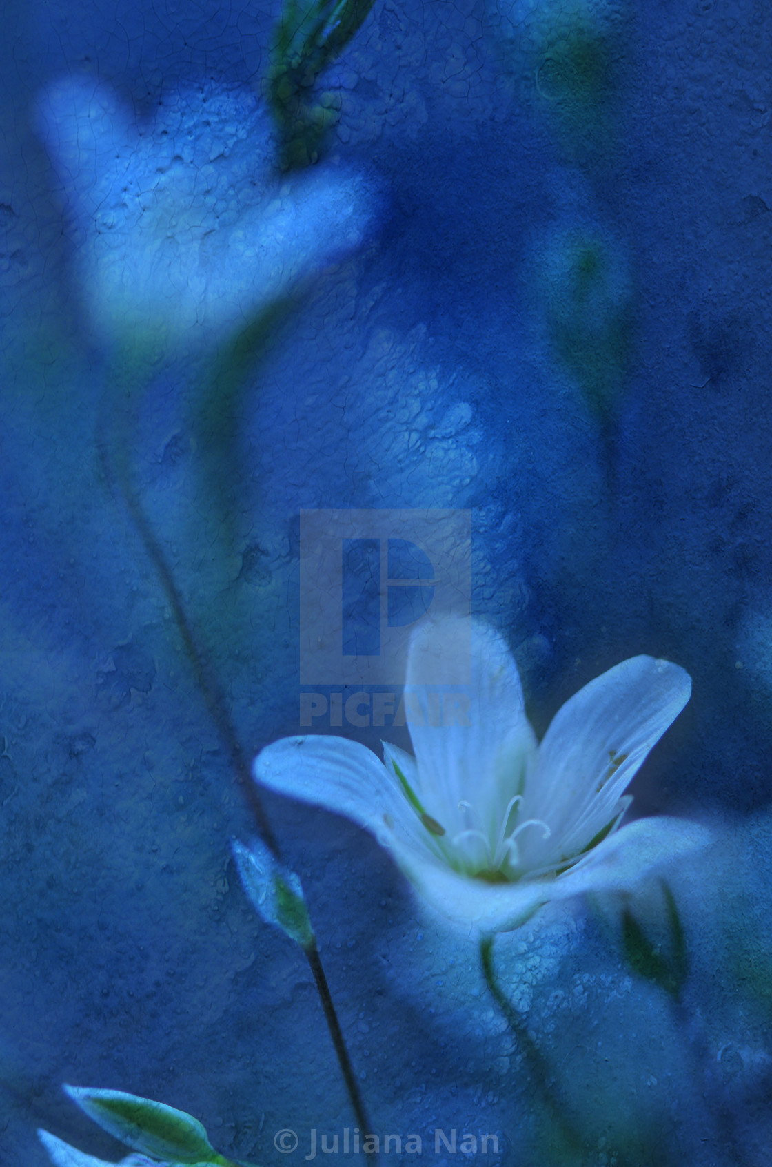 "Beautiful Textured Macro Photo.Dream Flowers.Border Art Design.Magic Light.Close up Photography.Conceptual Abstract Image.White and Blue Background." stock image