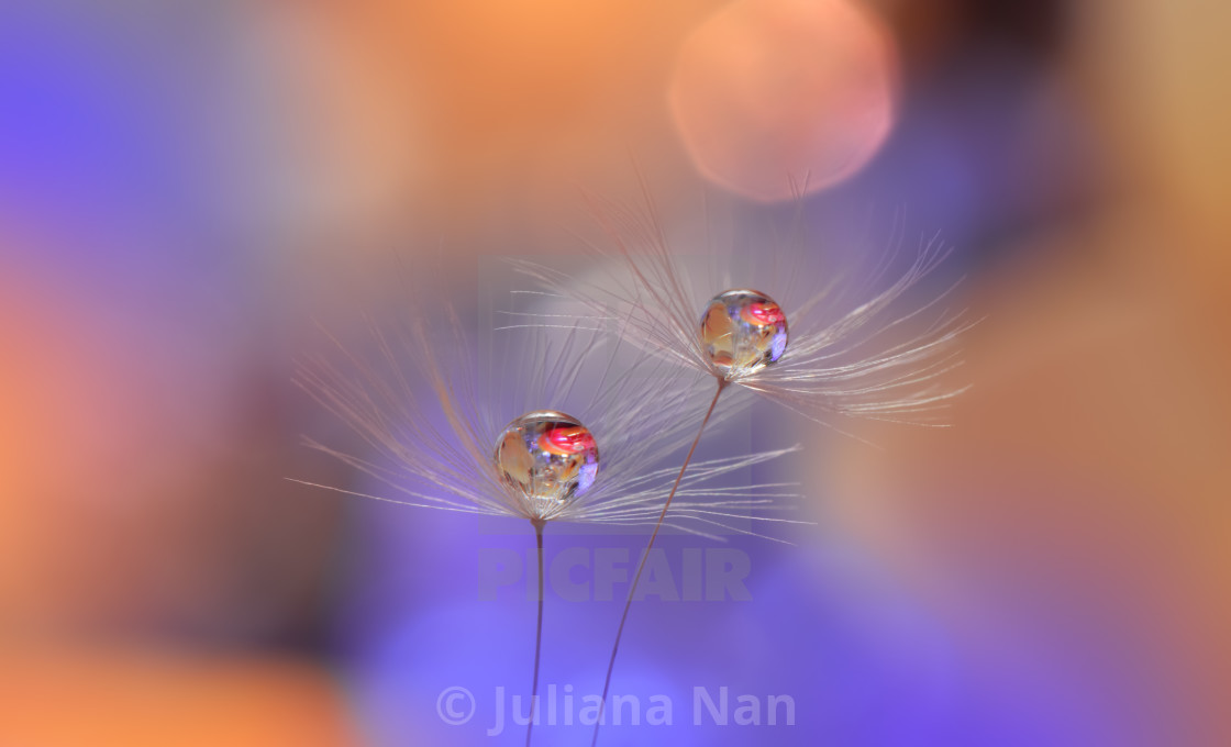 "Beautiful Nature Background.Floral Art Design.Abstract Macro Photography.Pastel Flower.Dandelion Flowers.Orange Background." by Juliana Nan - $43.86 "Beautiful Nature Background.Floral Art Design.Abstract Macro Photography.Pastel Flower.Dandelion Flowers.Orange Background." stock image