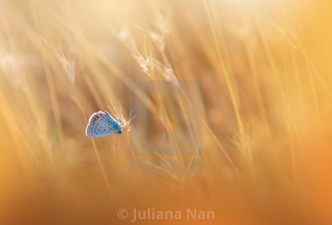 "Beautiful Orange Nature Background.Floral Art Design.Macro Photography.Floral Abstract Pastel Background with Copy Space.Butterfly and Floral Field." stock image