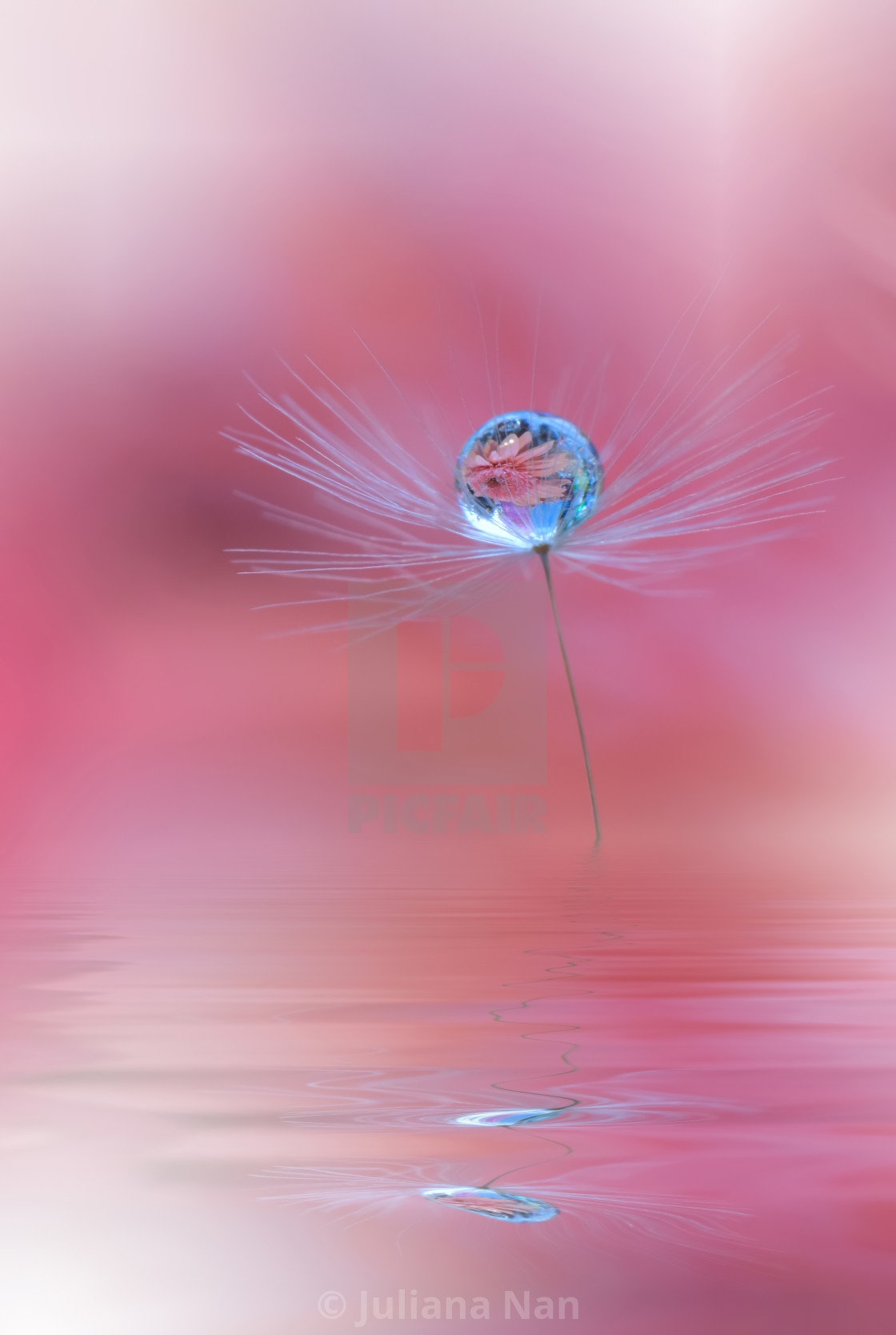 "Beautiful Macro Photo.Colorful Flowers.Art Design.Magic Light.Close up Photography.Conceptual Abstract Image.Pink Background.Fantasy Floral Art." by Juliana Nan - $43.86 "Beautiful Macro Photo.Colorful Flowers.Art Design.Magic Light.Close up Photography.Conceptual Abstract Image.Pink Background.Fantasy Floral Art." stock image
