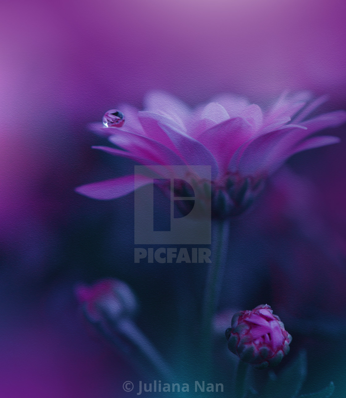 "Beautiful Textured Macro Photo.Magic Flowers.Border Art Design.Magic Light.Extreme Close up Photography.Conceptual Abstract Image.Violet and Blue Background." stock image