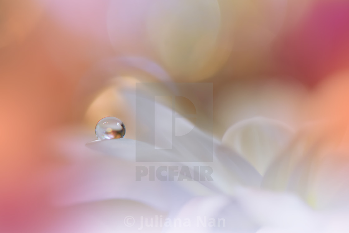 "Beautiful Macro Photo.Dream Flowers.Border Art Design.Magic Light.Close up Photography.Conceptual Abstract Image.Violet Background.Fantasy Floral Art." stock image