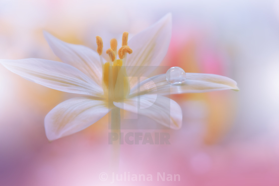 "Beautiful Macro Photo.Dream Flowers.Border Art Design.Magic Light.Close up Photography.Conceptual Abstract Image.Pink Background.Fantasy Floral Art." stock image