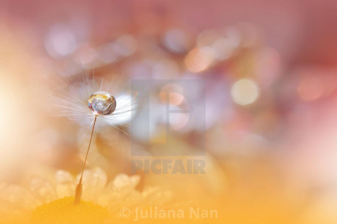"Beautiful Nature Background.Floral Art Design.Abstract Macro Photography.Pastel Flower.Dandelion Flowers.Yellow Background.Creative Artistic Wallpaper." by Juliana Nan - $43.86 "Beautiful Nature Background.Floral Art Design.Abstract Macro Photography.Pastel Flower.Dandelion Flowers.Yellow Background.Creative Artistic Wallpaper." stock image