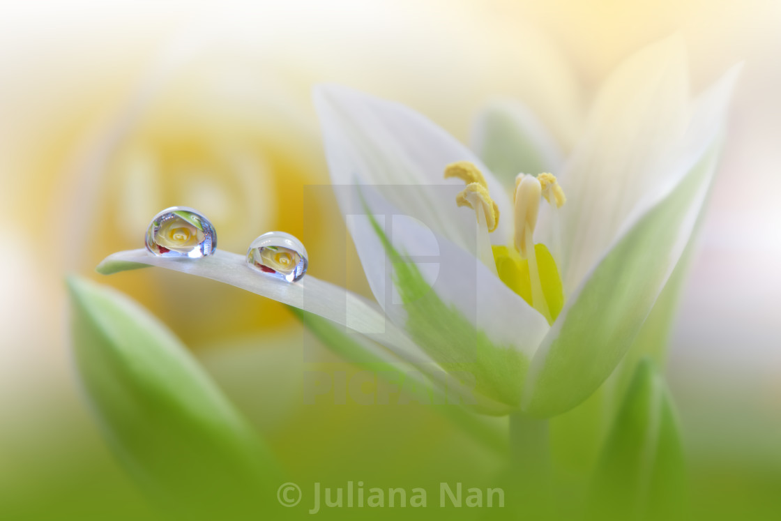 "Beautiful Macro Photo.Dream Flowers.Border Art Design.Magic Light.Close up Photography.Conceptual Abstract Image.Yellow Background.Fantasy Floral Art." stock image