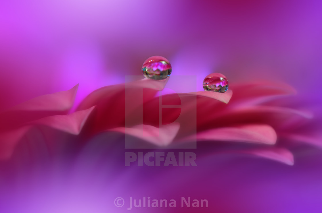 "Beautiful Macro Shot of Magic Flowers.Border Art Design.Magic Light.Extreme Close up Photography.Conceptual Abstract Image.Violet and Pink Background.Fantasy Art." stock image