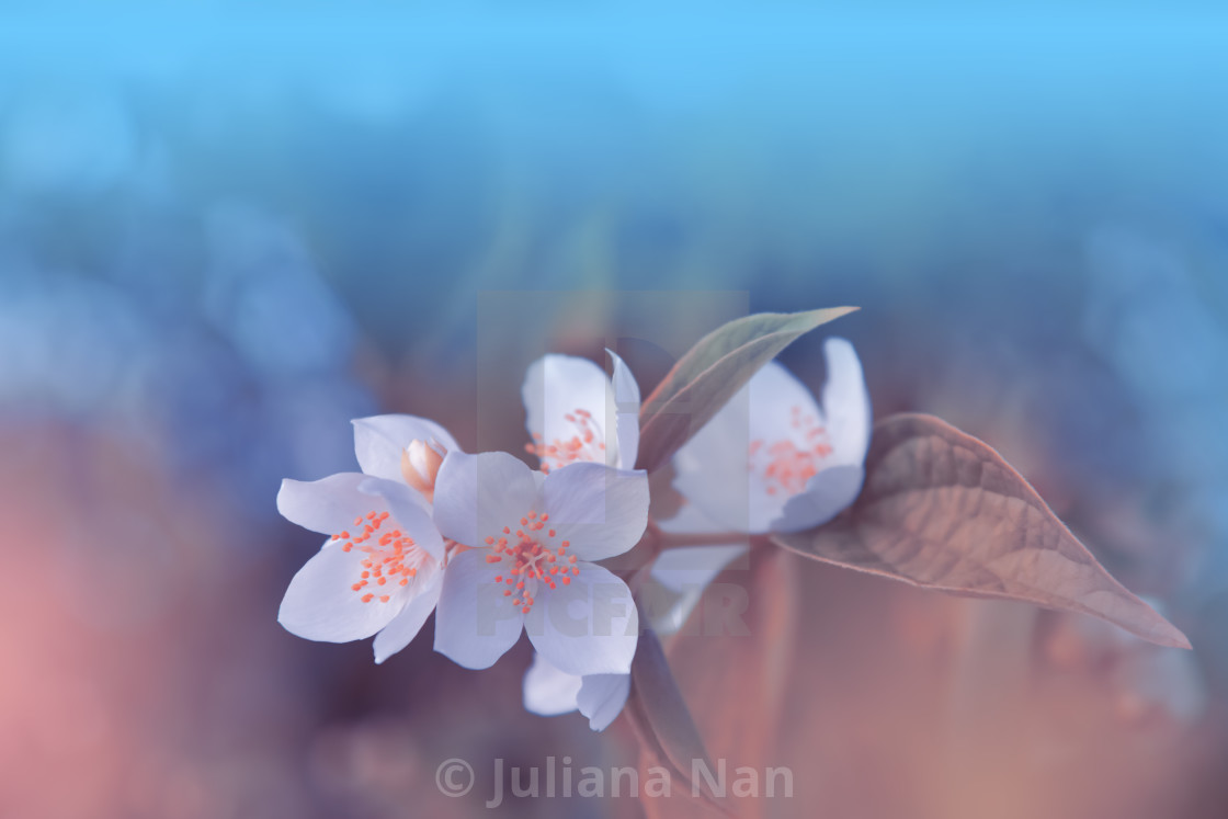 "Beautiful Macro Photo.Jasmine Flowers.Border Art Design. Close up Photography.Conceptual Abstract Image.Blue Background.Fantasy Art.Creative Wallpaper." stock image