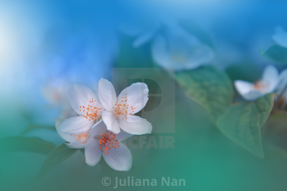 "Beautiful Macro Photo.Jasmine Flowers.Border Art Design. Close up Photography.Conceptual Abstract Image.Blue Background.Fantasy Floral Art.Creative Wallpaper." stock image