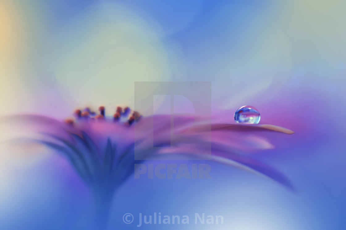 "Beautiful Macro Photo.Dream Flowers.Border Art Design.Magic Light.Close up Photography.Conceptual Abstract Image.Blue Background.Fantasy Floral Art.Creative Wallpaper." stock image