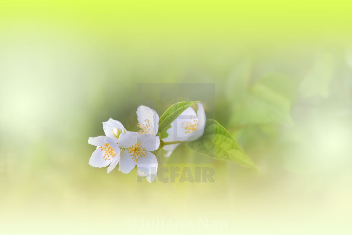 "Beautiful Macro Photo.Jasmine Flowers.Border Art Design. Close up Photography.Conceptual Abstract Image.Green Background.Fantasy Floral Art.Creative Wallpaper." stock image