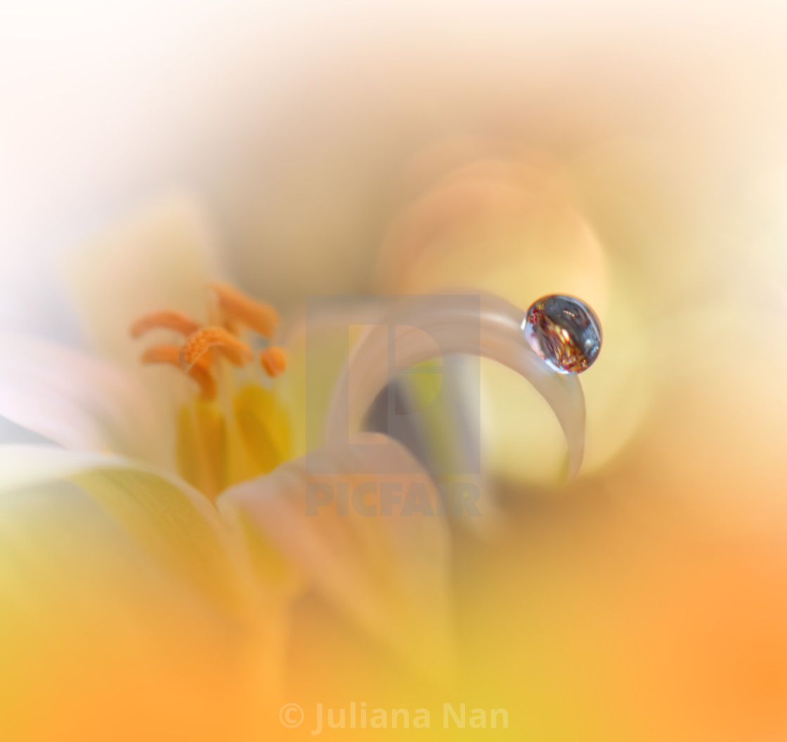 "Beautiful Macro Photo.Dream Flowers.Border Art Design.Magic Light.Close up Photography.Conceptual Abstract Image.Orange Background.Fantasy Floral Art.Creative Wallpaper." stock image