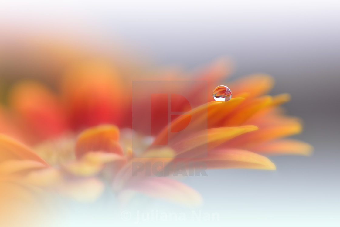 "Beautiful Macro Photo.Colorful Flowers.Border Art Design.Magic Light.Close up Photography.Conceptual Abstract Image.Orange and White Background.Fantasy Floral Art.Creative Wallpaper." stock image