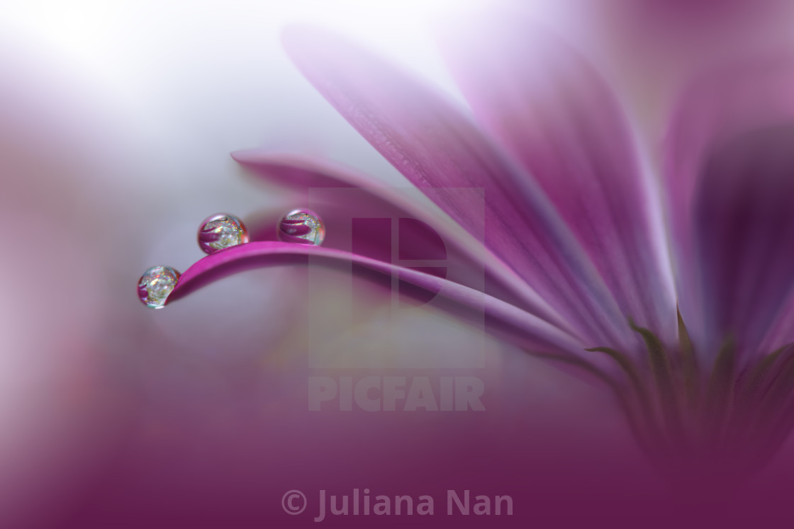 "Beautiful Macro Photo.Colorful Flowers.Border Art Design.Magic Light.Close up Photography.Conceptual Abstract Image.Pink and Violet Background.Fantasy Floral Art.Creative Wallpaper." stock image