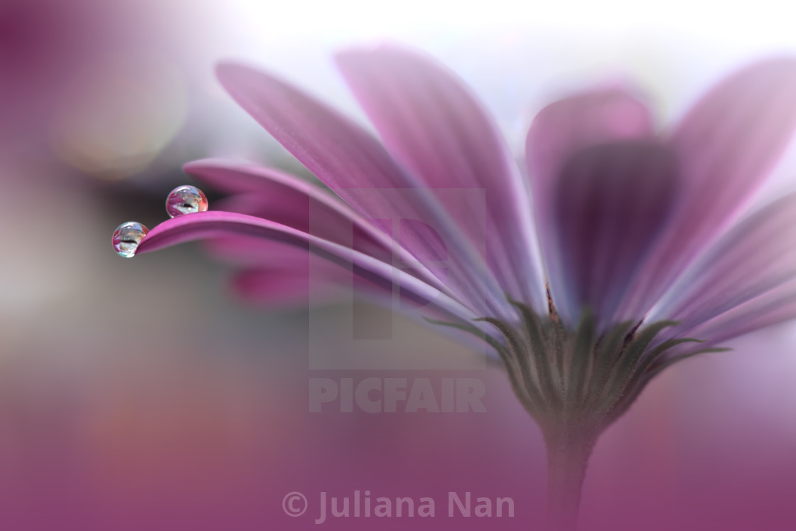"Beautiful Macro Photo.Colorful Flowers.Border Art Design.Magic Light.Close up Photography.Conceptual Abstract Image.White and Violet Background.Fantasy Floral Art.Creative Wallpaper." stock image