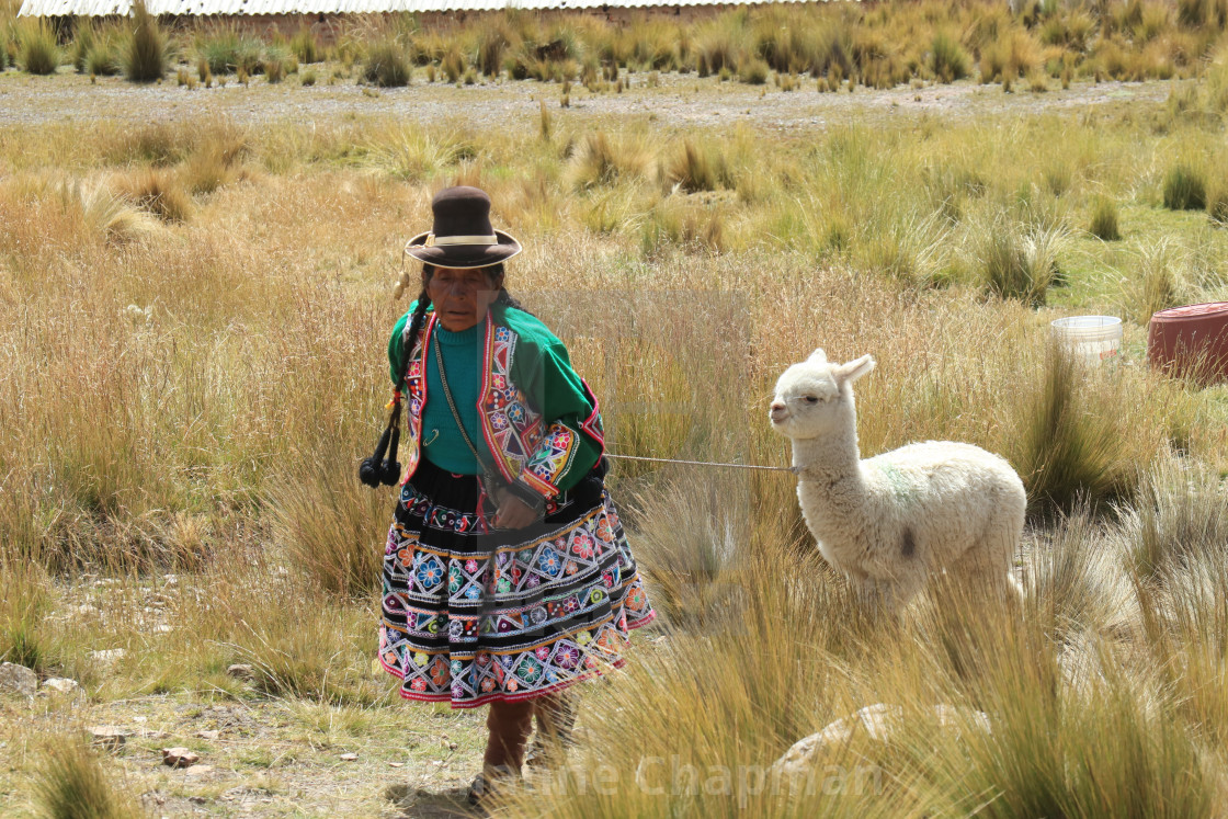"Peruvian woman leading an alpaca" by Julianne Chapman - $6.18 "Peruvian woman leading an alpaca" stock image