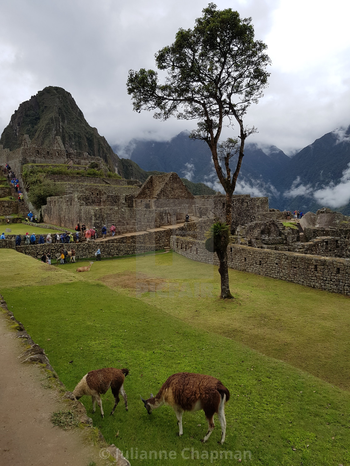 "Incan citadel of Machu Picchu, Peru" by Julianne Chapman - $6.18 "Incan citadel of Machu Picchu, Peru" stock image