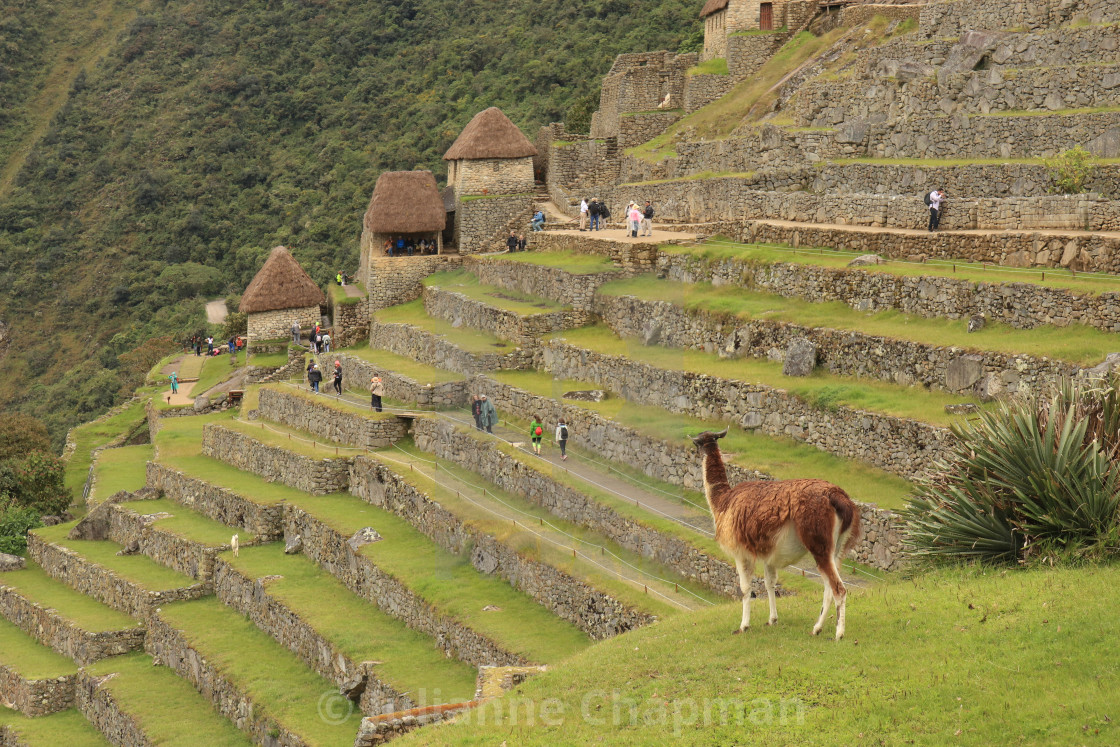 "Incan citadel of Machu Picchu, Peru" by Julianne Chapman - $6.18 "Incan citadel of Machu Picchu, Peru" stock image