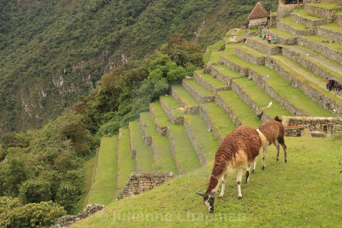"Incan citadel of Machu Picchu, Peru" by Julianne Chapman - $6.18 "Incan citadel of Machu Picchu, Peru" stock image