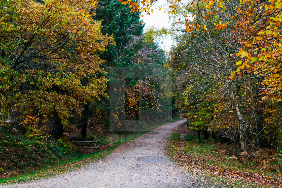 "Haldon Forest, Devon. England - autumn colours" by K J Bennett - £31.00 "Haldon Forest, Devon. England - autumn colours" stock image